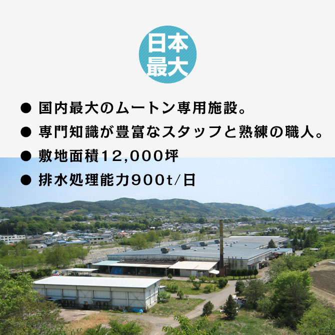 日本最大規模のムートン専門工場